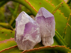 Natural Jacaranda Amethyst Single Crystals x 24 From Mumbwa, Zambia