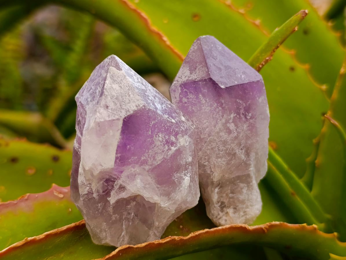 Natural Jacaranda Amethyst Single Crystals x 24 From Mumbwa, Zambia