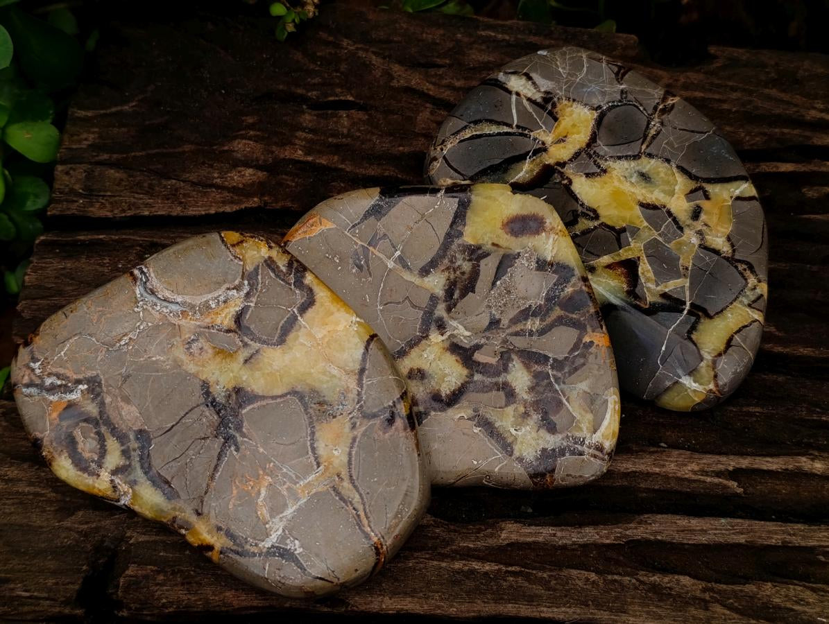 Polished Septerye Slices x 12 From Mahajanga, Madagascar - Toprock Gemstones and Minerals 