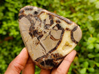 Polished Septerye Slices x 12 From Mahajanga, Madagascar - Toprock Gemstones and Minerals 