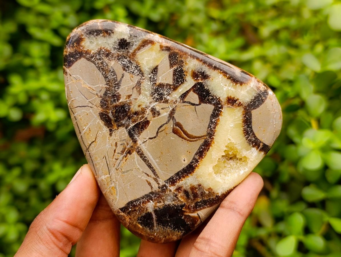 Polished Septerye Slices x 12 From Mahajanga, Madagascar - Toprock Gemstones and Minerals 
