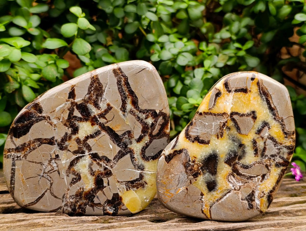 Polished Septerye Slices x 12 From Mahajanga, Madagascar - Toprock Gemstones and Minerals 