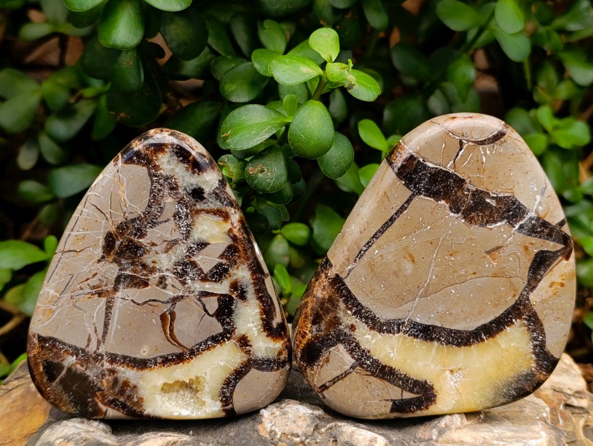 Polished Septerye Slices x 12 From Mahajanga, Madagascar - Toprock Gemstones and Minerals 