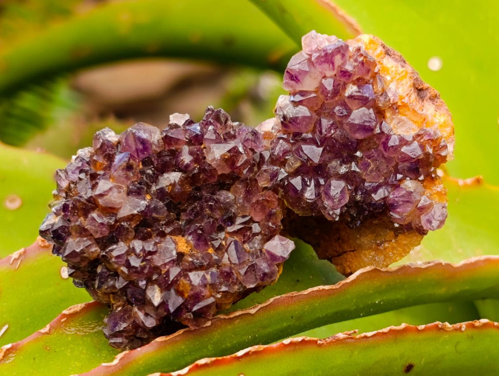 Natural Dark Purple Amethyst Quartz Crystal Plates x 63 From Boekenhouthoek, South Africa - Toprock Gemstones and Minerals 