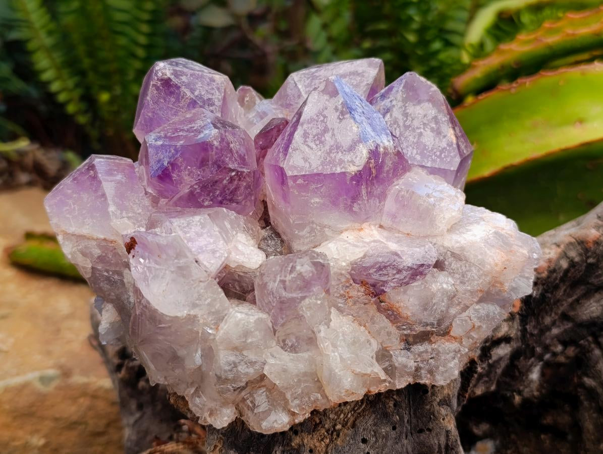 Polished Watermelon Fluorite Slices x 6 From Uis, Namibia - Toprock Gemstones and Minerals 