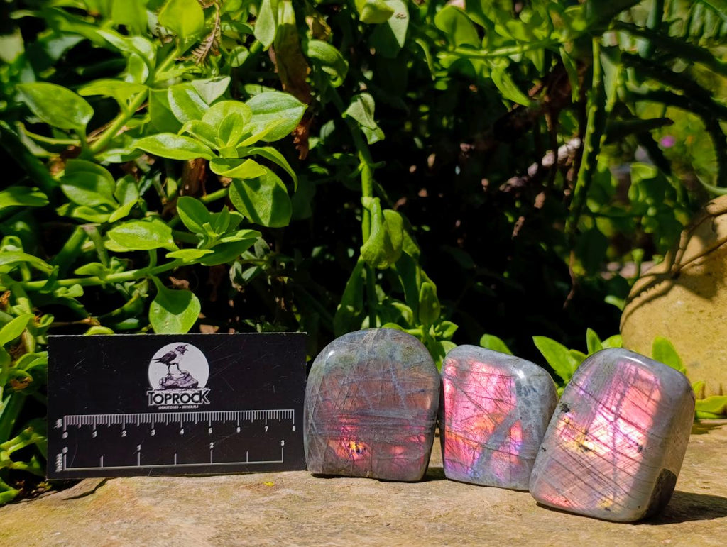 Polished Rare Purple Sunset Flash Labradorite Standing Free Forms x 24 From Madagascar