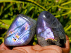 Polished Rare Purple Sunset Flash Labradorite Standing Free Forms x 24 From Madagascar