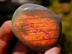Polished Rare Purple Sunset Flash Labradorite Standing Free Forms x 24 From Madagascar