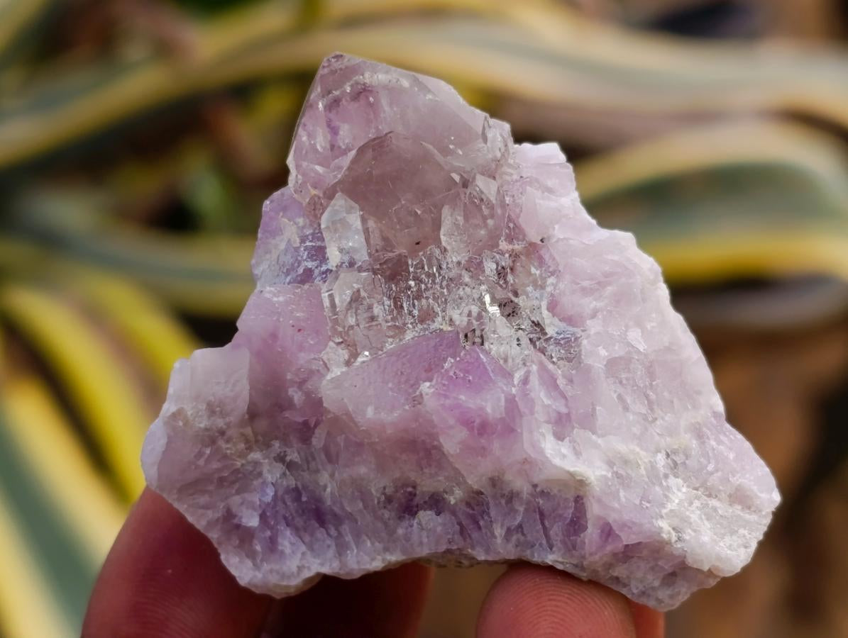 Natural Rare Amethyst Asylum Quartz Clusters x 35 From Luena, Congo