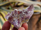 Natural Rare Amethyst Asylum Quartz Clusters x 35 From Luena, Congo