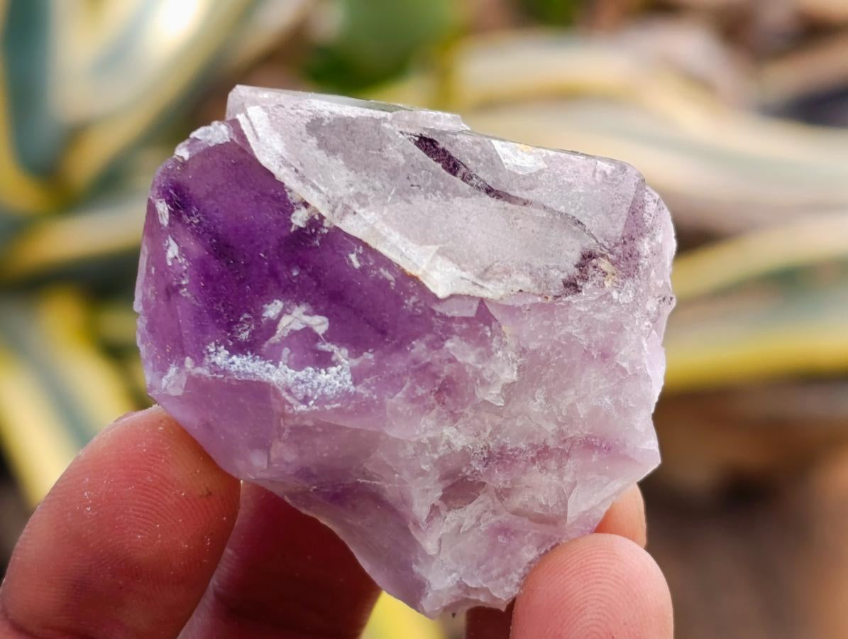 Natural Rare Amethyst Asylum Quartz Clusters x 35 From Luena, Congo
