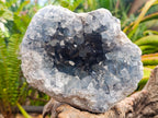Natural Large Blue Celestite Cluster Specimen x 1 From Sakoany, Madagascar - Toprock Gemstones and Minerals 