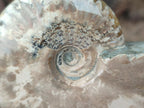 Polished Cleoniceras Ammonite Fossils x 2 From Tulear, Madagascar