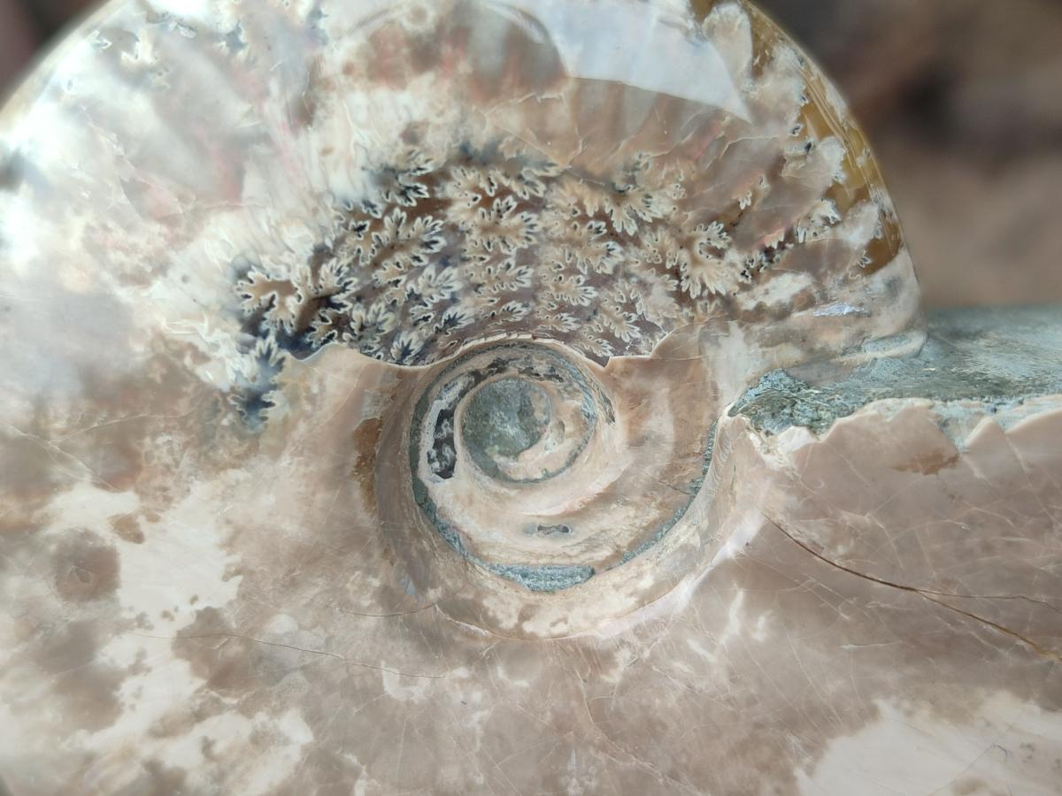 Polished Cleoniceras Ammonite Fossils x 2 From Tulear, Madagascar