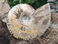 Polished Cleoniceras Ammonite Fossils x 2 From Tulear, Madagascar