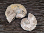 Polished Cleoniceras Ammonite Fossils x 2 From Tulear, Madagascar