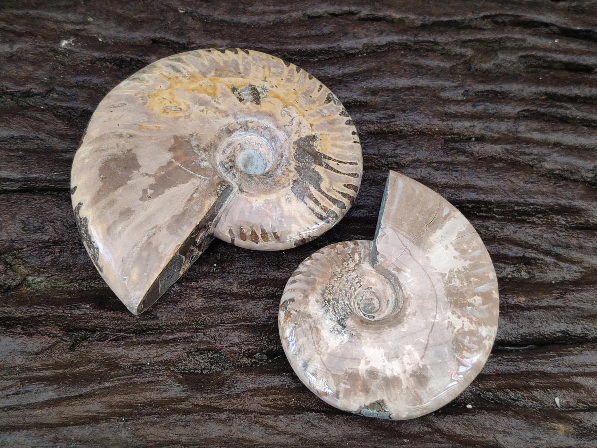 Polished Cleoniceras Ammonite Fossils x 2 From Tulear, Madagascar