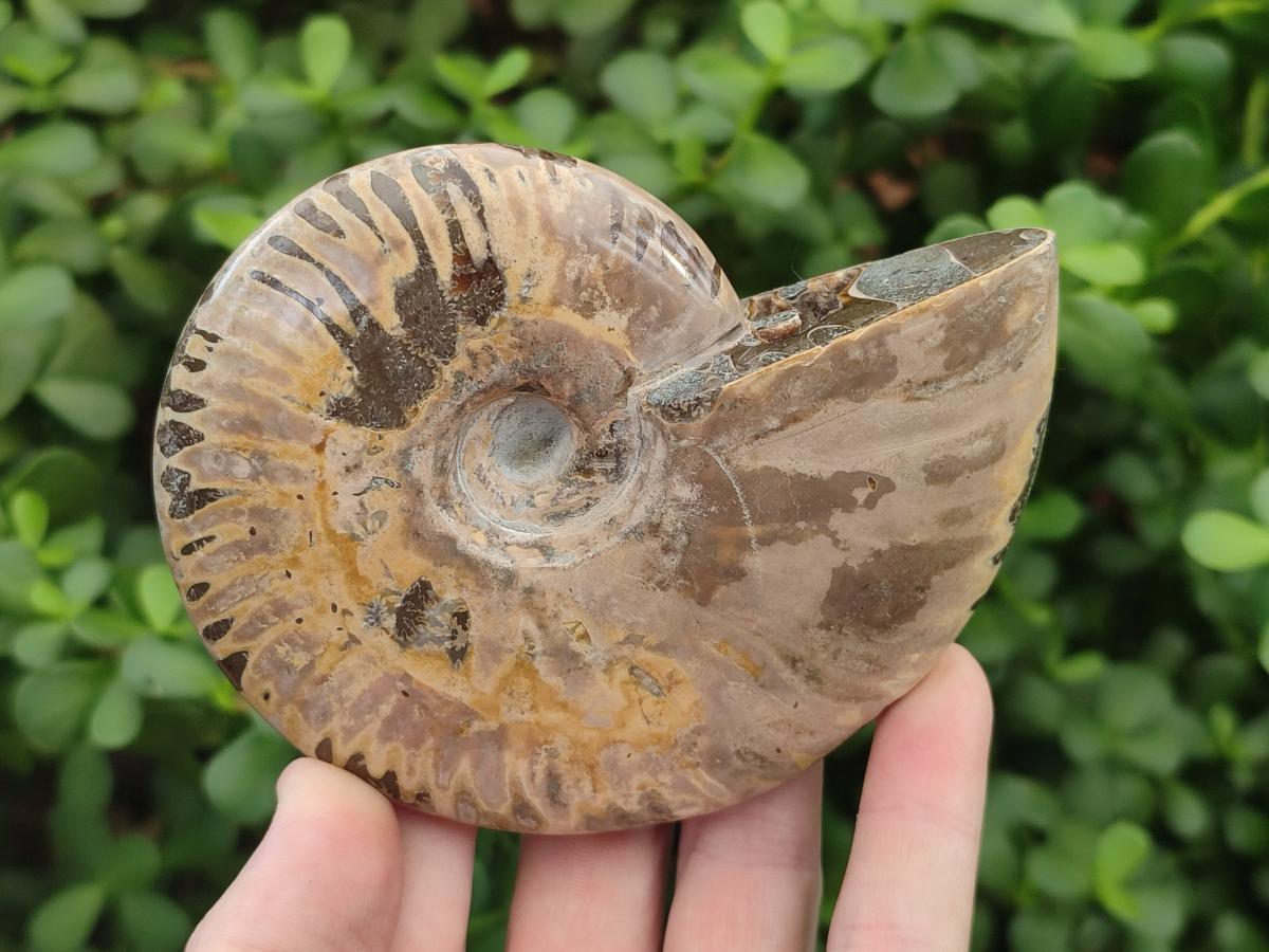 Polished Cleoniceras Ammonite Fossils x 2 From Tulear, Madagascar