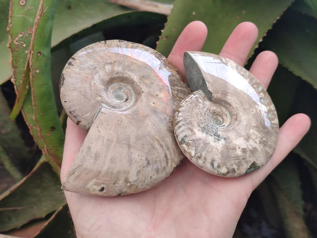 Polished Cleoniceras Ammonite Fossils x 2 From Tulear, Madagascar