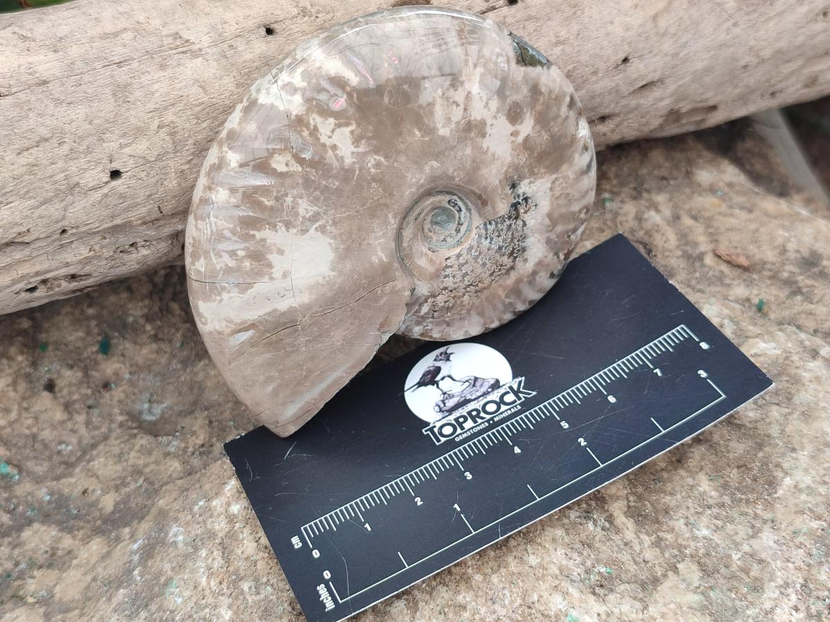 Polished Cleoniceras Ammonite Fossils x 2 From Tulear, Madagascar
