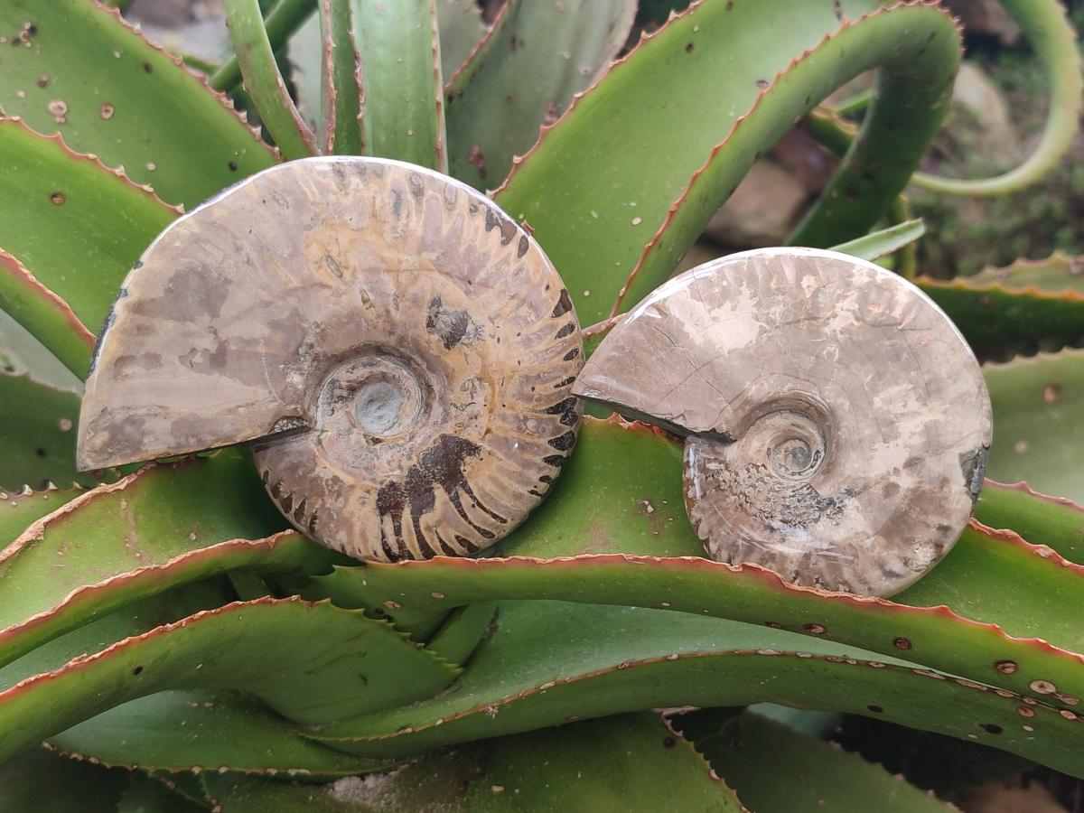 Polished Cleoniceras Ammonite Fossils x 2 From Tulear, Madagascar