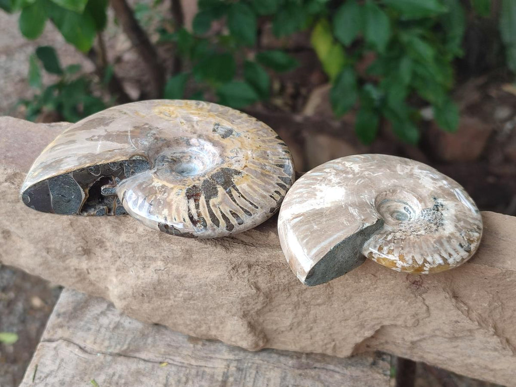Polished Cleoniceras Ammonite Fossils x 2 From Tulear, Madagascar