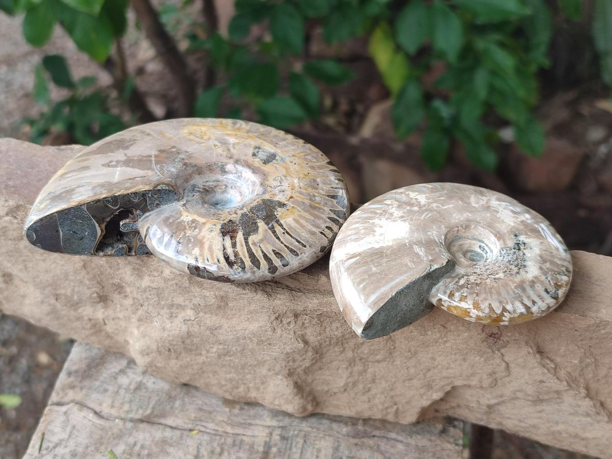 Polished Cleoniceras Ammonite Fossils x 2 From Tulear, Madagascar