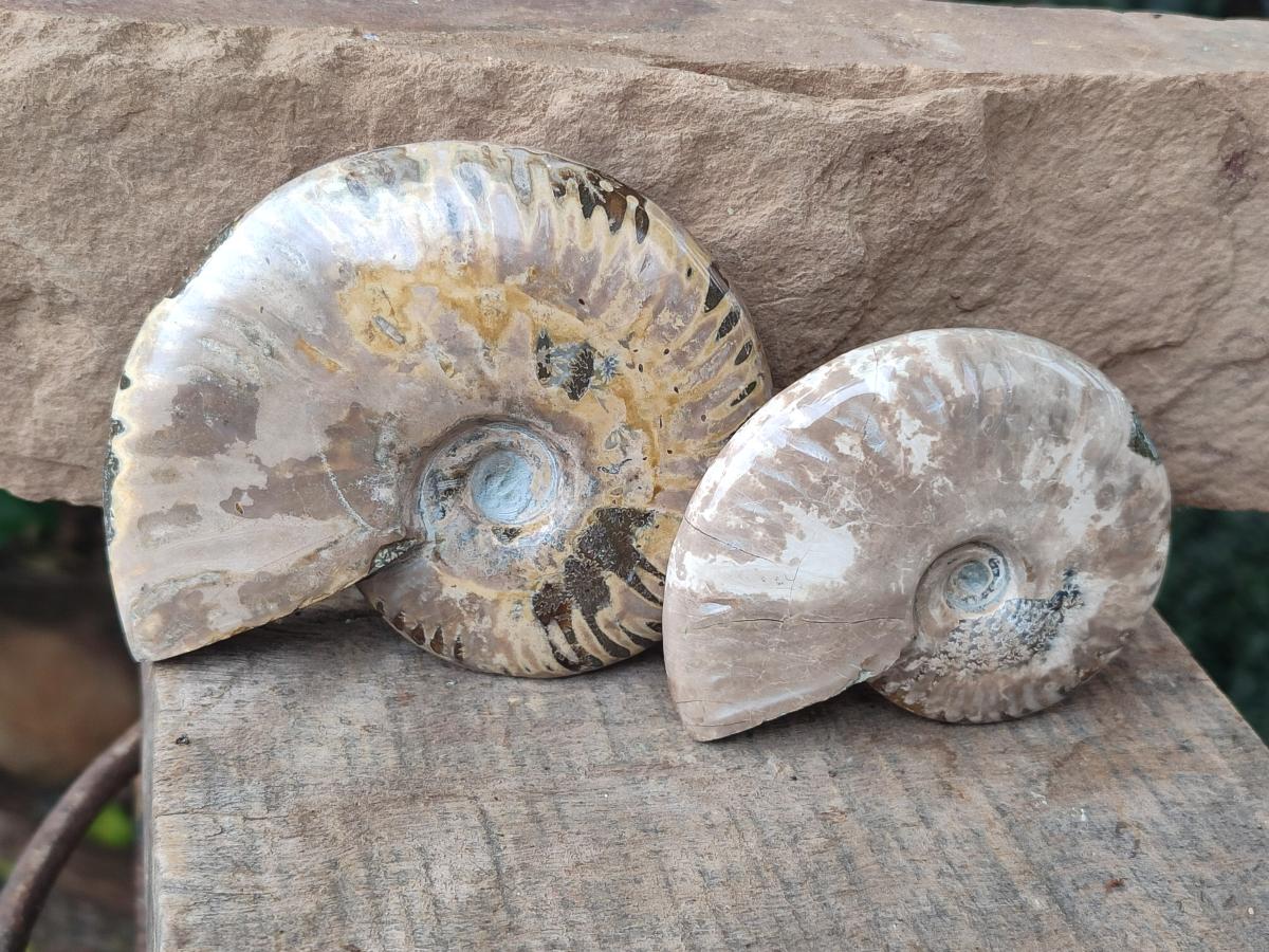 Polished Cleoniceras Ammonite Fossils x 2 From Tulear, Madagascar