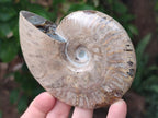 Polished Cleoniceras Ammonite Fossils x 2 From Tulear, Madagascar