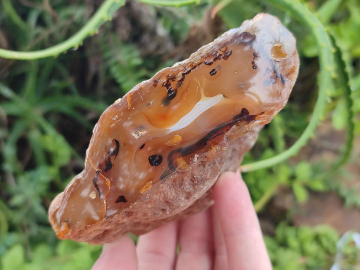 Polished One Side Amber Agate Nodules x 6 From Shashe River, Zimbabwe
