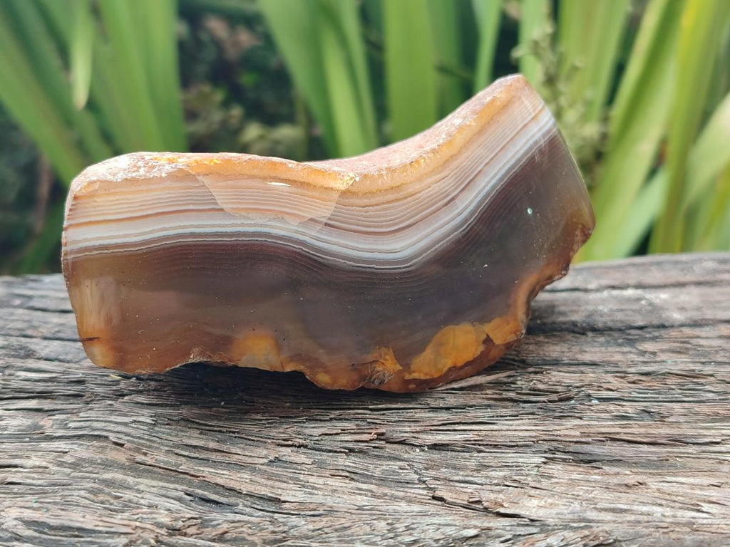 Polished One Side Amber Agate Nodules x 6 From Shashe River, Zimbabwe