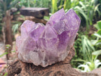 Natural Jacaranda Amethyst Crystal Clusters x 2 From Mumbwa, Zambia