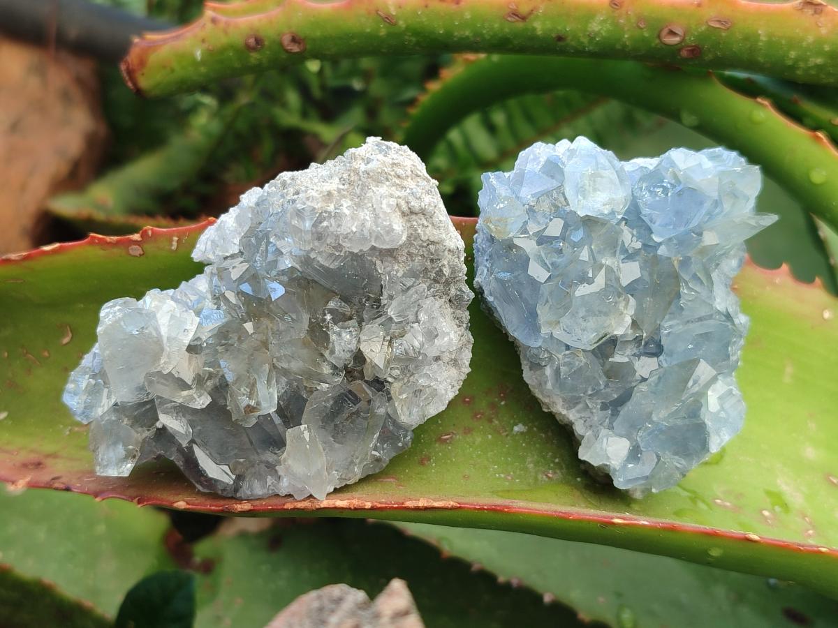 Natural Blue Celestite Cluster Specimens x 6 From Sakoany, Madagascar