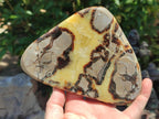Polished Septerye Slices x 5 From Mahajanga, Madagascar