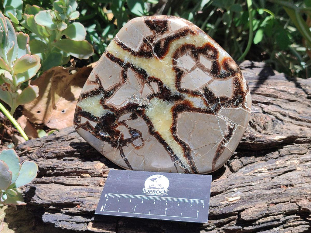 Polished Septerye Slices x 5 From Mahajanga, Madagascar