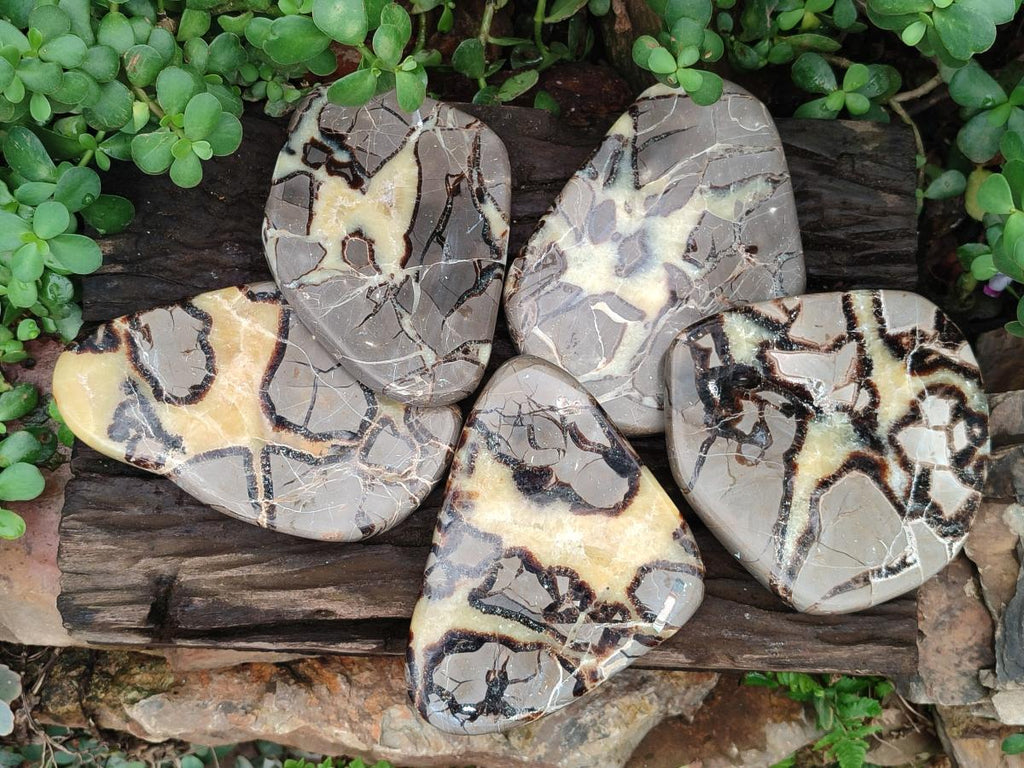 Polished Septerye Slices x 5 From Mahajanga, Madagascar