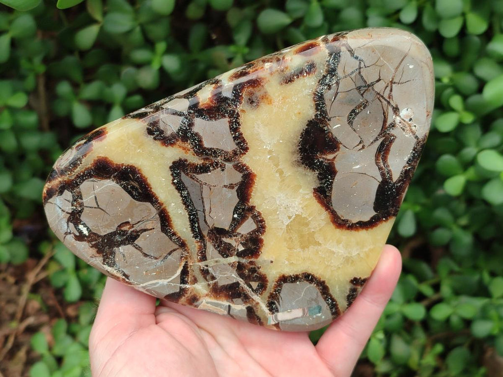 Polished Septerye Slices x 5 From Mahajanga, Madagascar