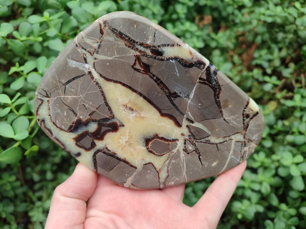Polished Septerye Slices x 5 From Mahajanga, Madagascar