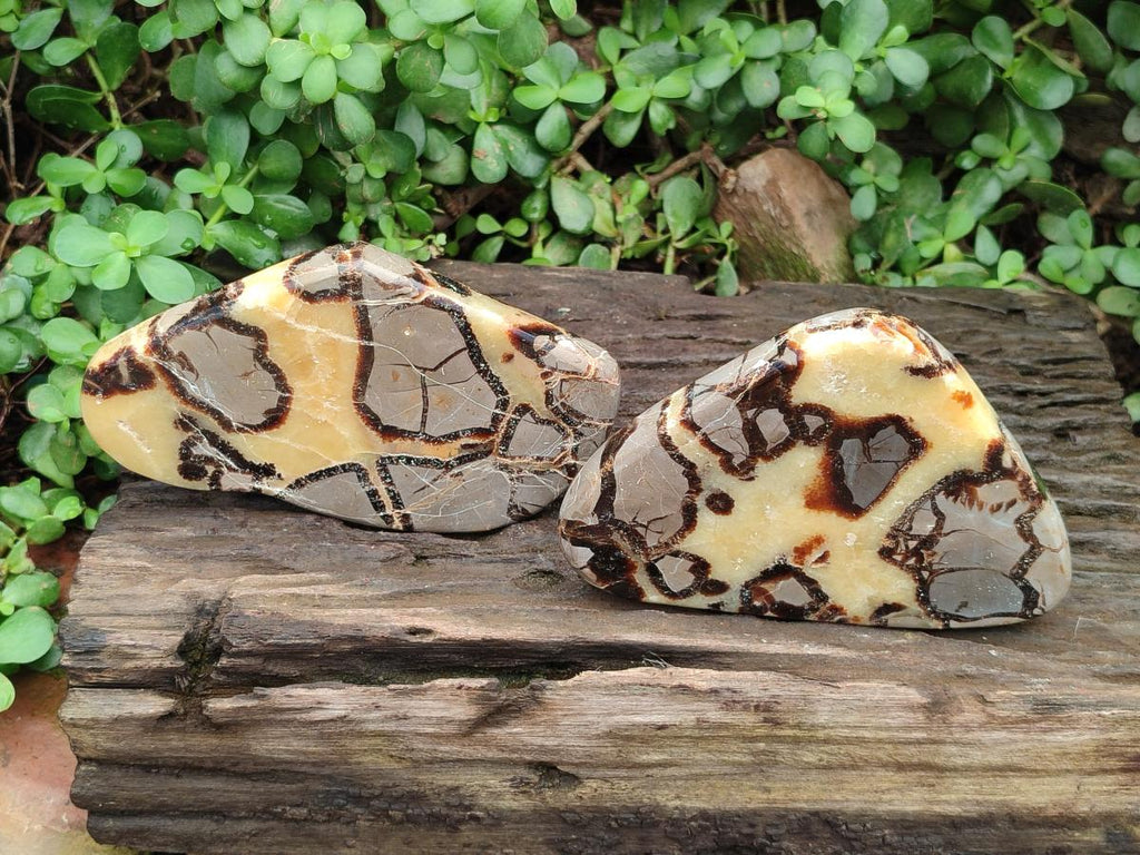 Polished Septerye Slices x 5 From Mahajanga, Madagascar