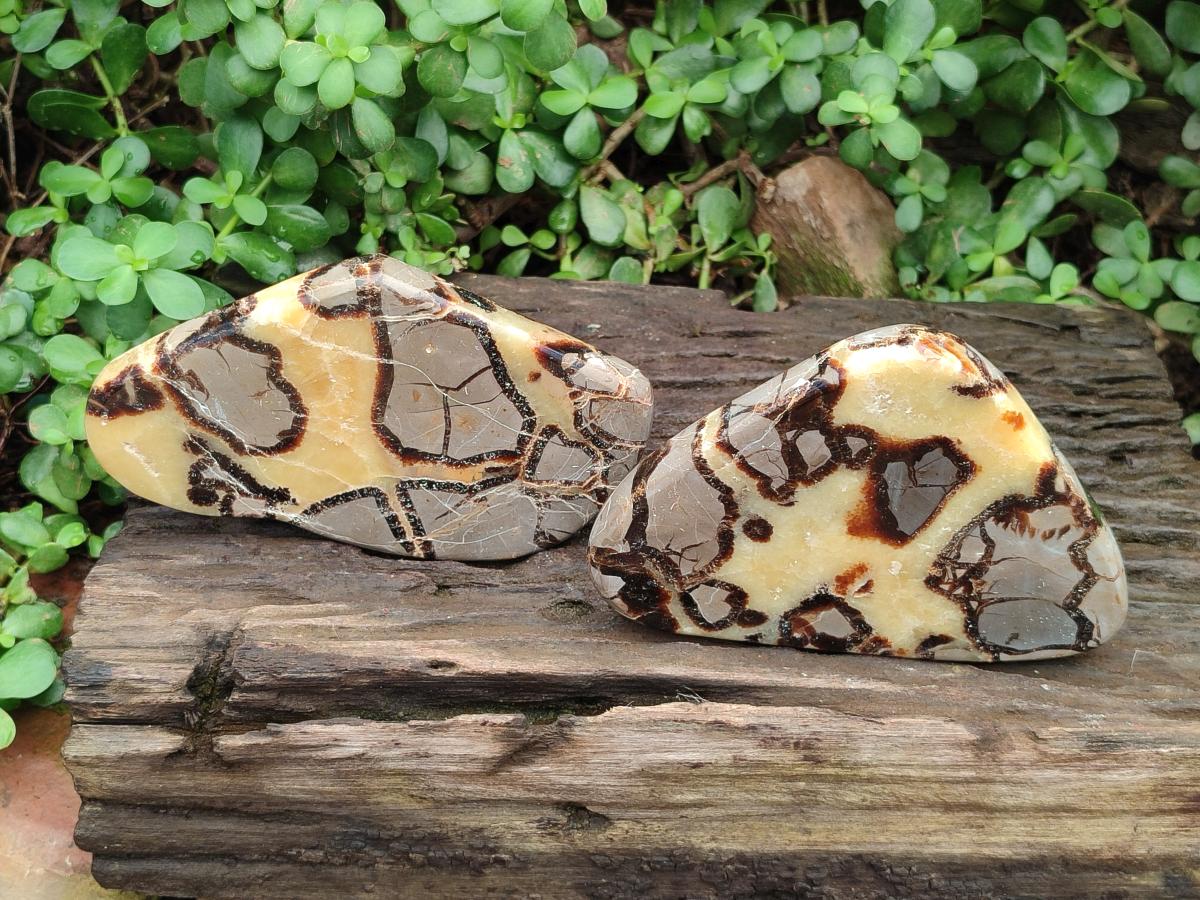 Polished Septerye Slices x 5 From Mahajanga, Madagascar