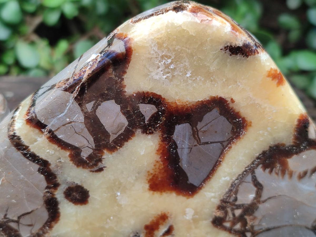 Polished Septerye Slices x 5 From Mahajanga, Madagascar