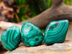 Polished Flower Banded Malachite Free Forms x 35 From Congo
