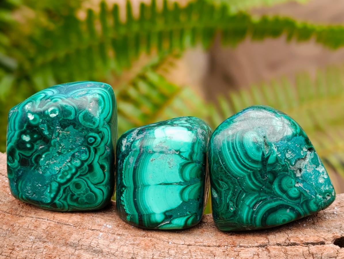 Polished Flower Banded Malachite Free Forms x 35 From Congo