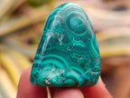Polished Flower Banded Malachite Free Forms x 35 From Congo