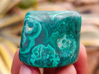 Polished Flower Banded Malachite Free Forms x 35 From Congo