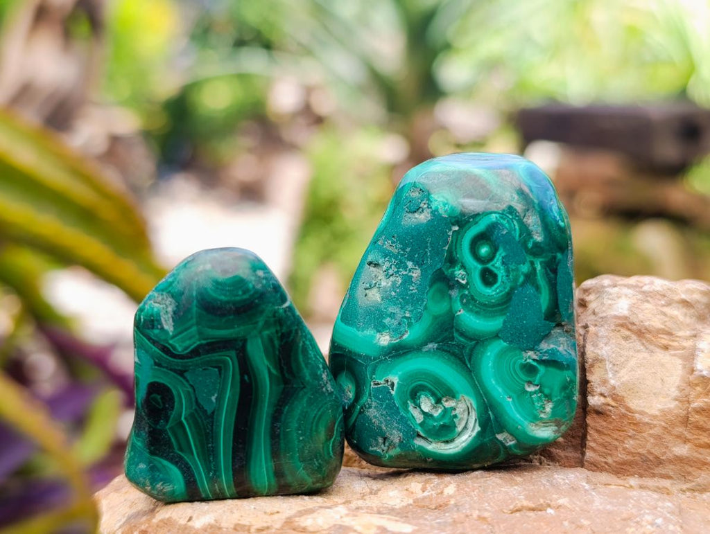 Polished Flower Banded Malachite Free Forms x 35 From Congo