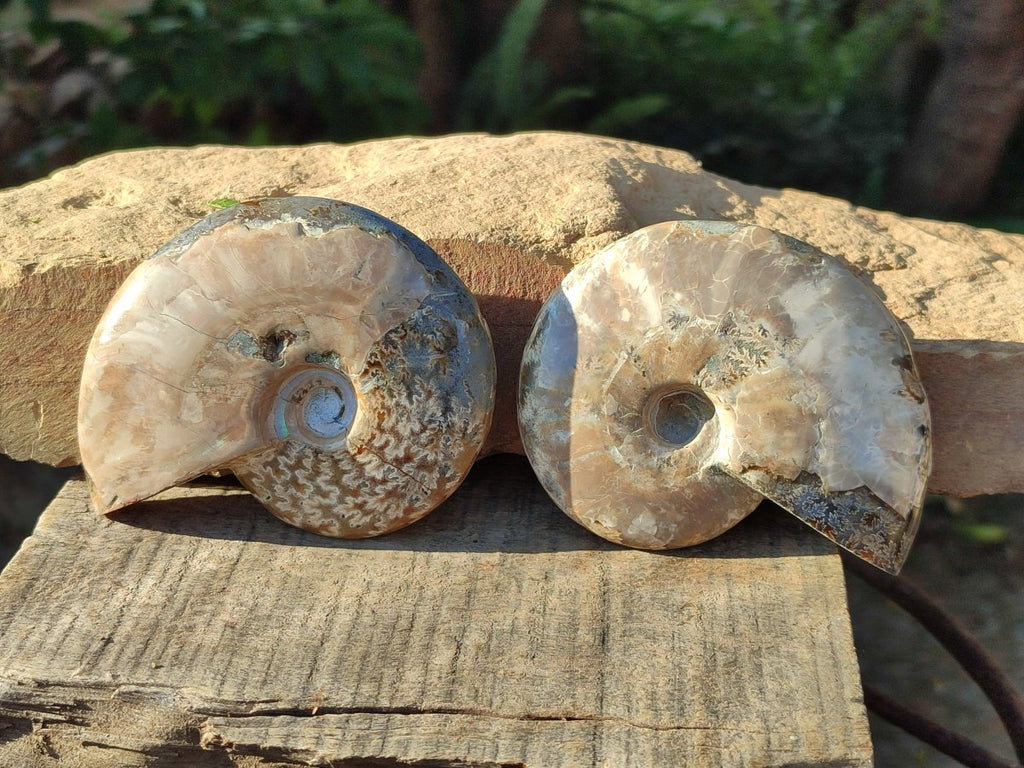 Polished Cleoniceras Ammonite Fossils x 2 From Tulear, Madagascar - Toprock Gemstones and Minerals 
