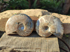 Polished Cleoniceras Ammonite Fossils x 2 From Tulear, Madagascar - Toprock Gemstones and Minerals 