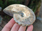 Polished Cleoniceras Ammonite Fossils x 2 From Tulear, Madagascar - Toprock Gemstones and Minerals 