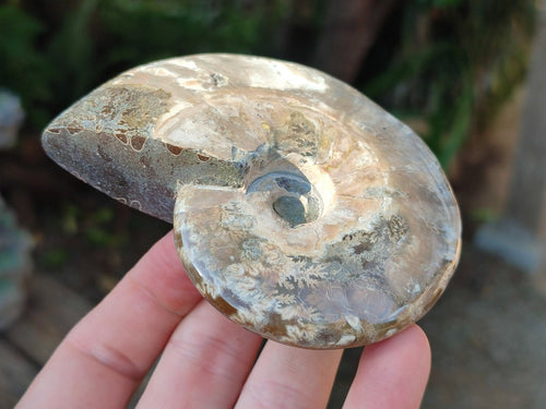 Polished Cleoniceras Ammonite Fossils x 2 From Tulear, Madagascar - Toprock Gemstones and Minerals 